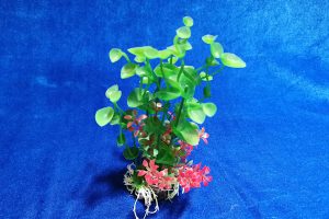 Small Leaf Plant